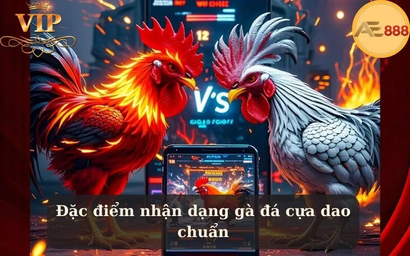 Đặc điểm nhận dạng gà đá cựa dao chuẩn