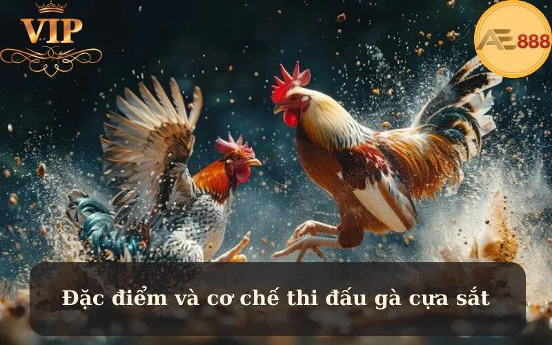 Đặc điểm và cơ chế thi đấu gà cựa sắt