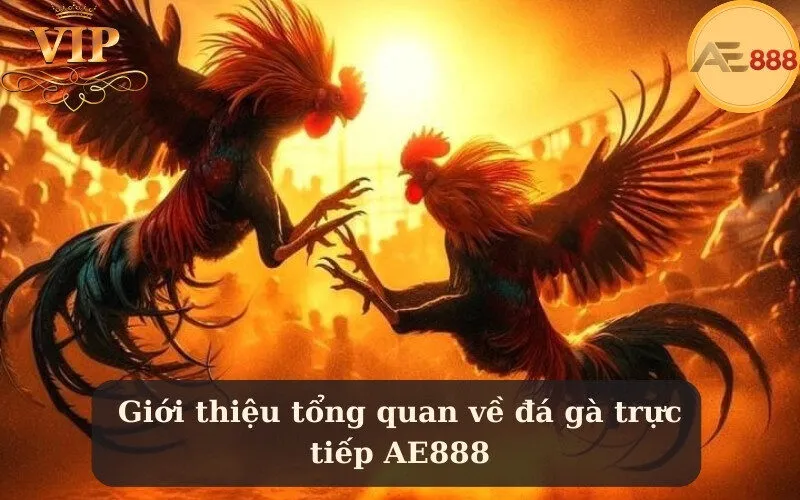 Giới thiệu tổng quan về đá gà trực tiếp AE888