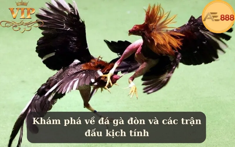 Khám phá về đá gà đòn và các trận đấu kịch tính