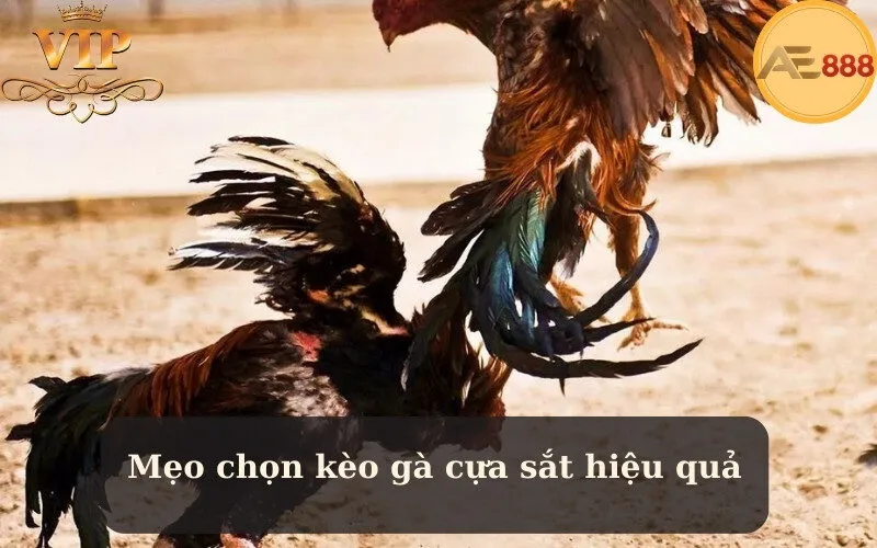 Mẹo chọn kèo gà cựa sắt hiệu quả
