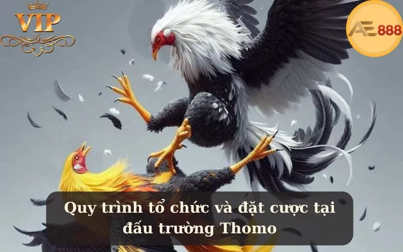 Quy trình tổ chức và đặt cược tại đấu trường Thomo