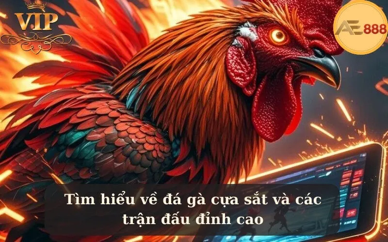 Tìm hiểu về đá gà cựa sắt và các trận đấu đỉnh cao